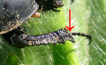 Incontri domenicali: Jekelius intermedius (Col. Geotrupidae)